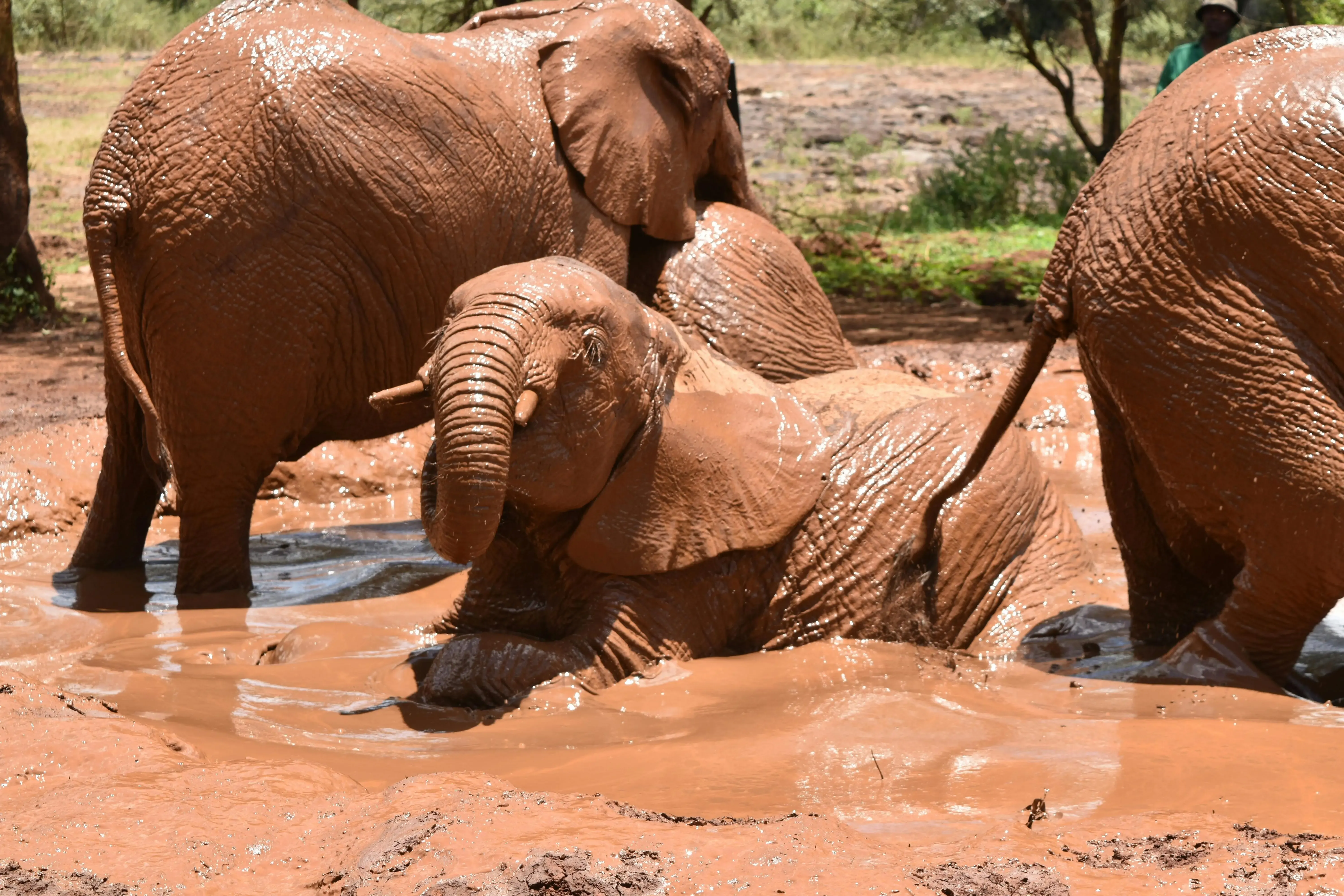Tsavo East & Tsavo West National Parks:Kenya’s Largest wilderness Safari