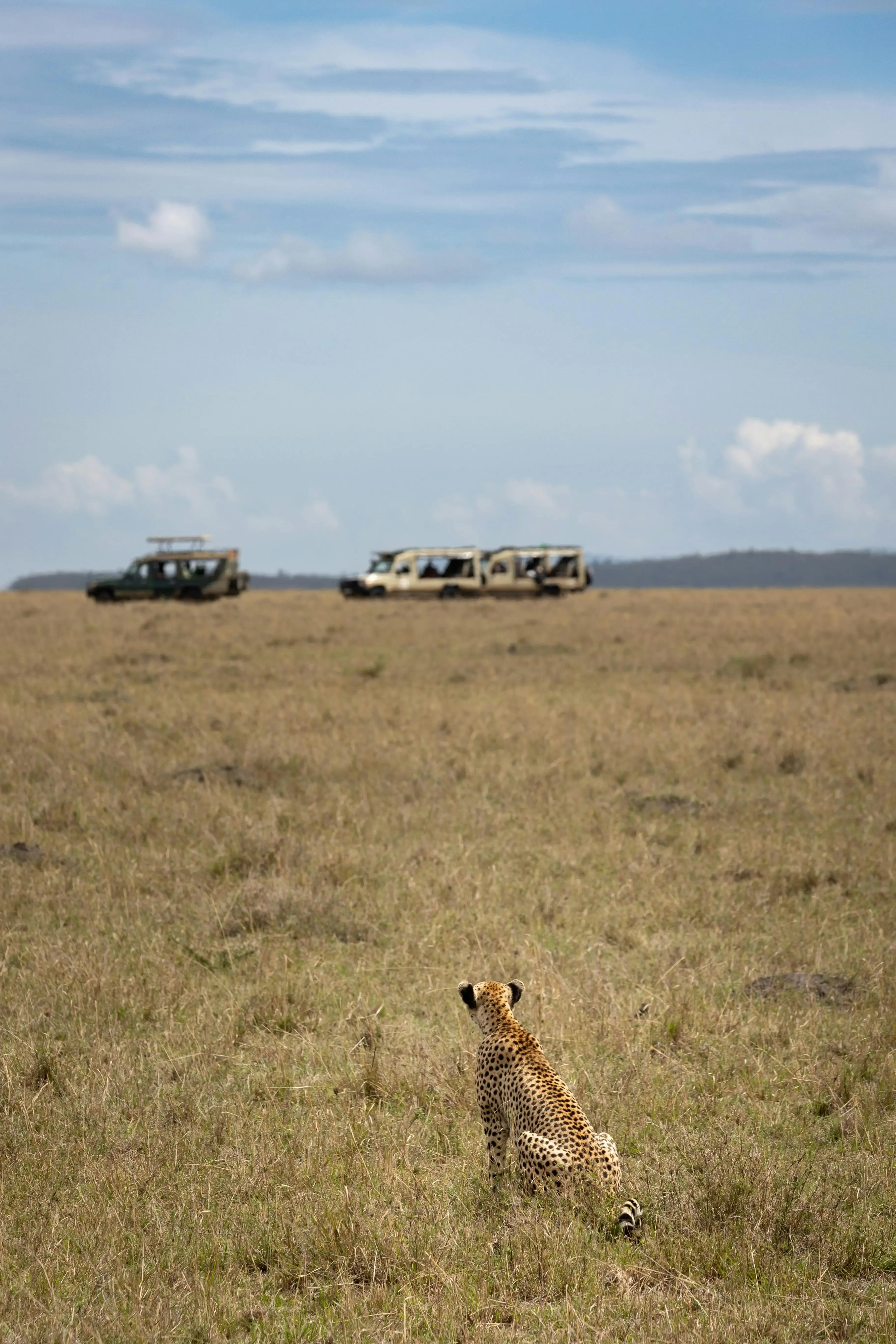 Nairobi National Park, Museum & Snake Park, Wildlife, Culture &History in One Day