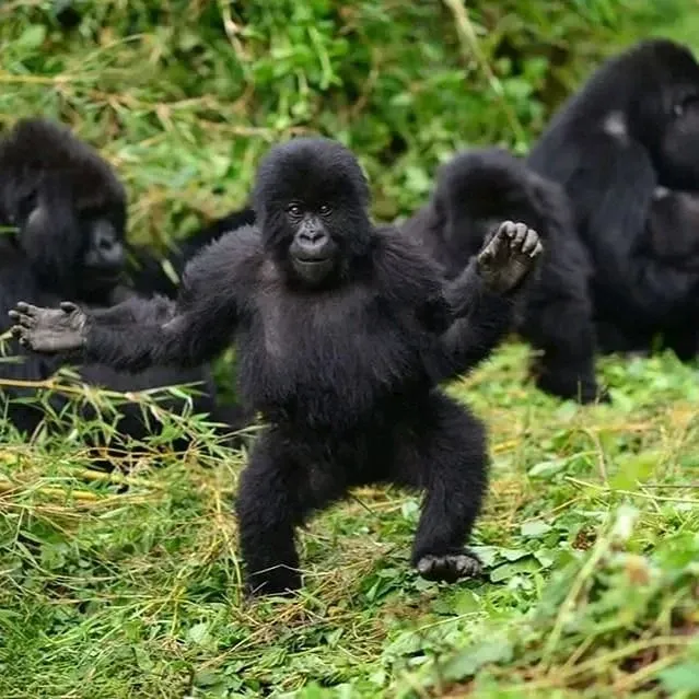Is gorilla trekking in Uganda for $900 worth it?