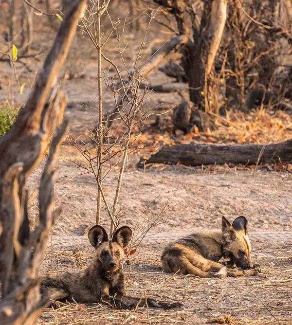 Best time to visit Linyanti or Kwando Concession to see wild