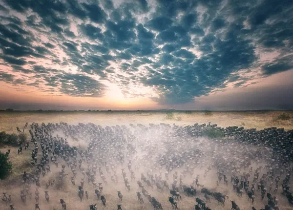 The Ultimate Great Wildebeest Migration Guide: Expert Tips & Pitfalls to Avoid