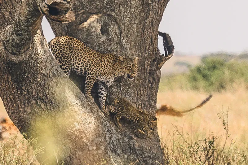 Kenya or Tanzania: Which Is Best for Safari? (2026 Expert Guide)