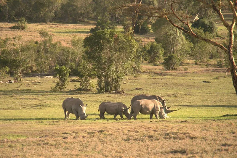 Laikipia & Lewa Safari Guide: What to Expect in Kenya’s Top Conservancies