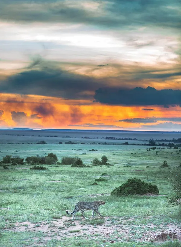 Masai Mara Safari: A Complete Planning Guide
