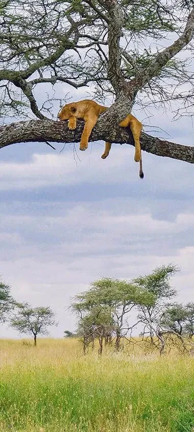 Kenya vs Serengeti or other safaris in May