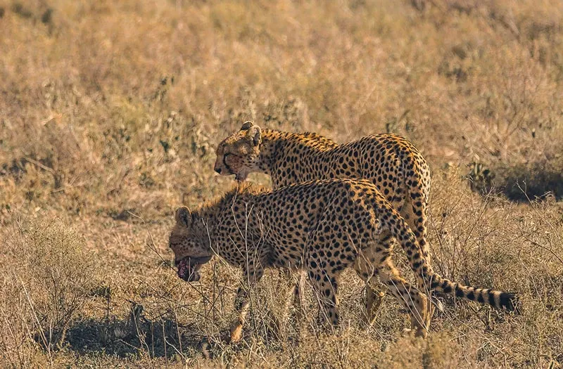 Tanzania Wildlife: The Big Five & Beyond