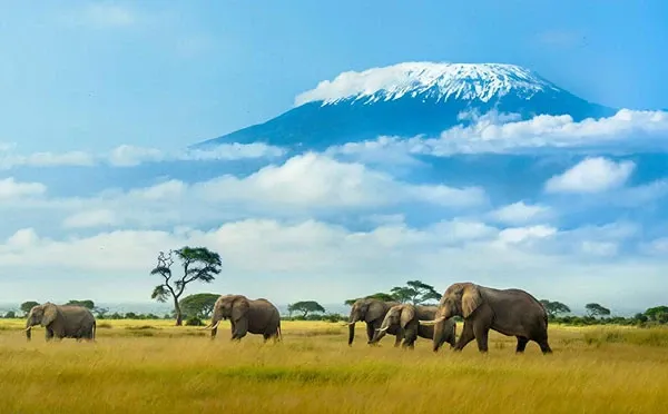 What is the Best Month to Do a Safari in Kenya? 2026 Weather & Wildlife Guide