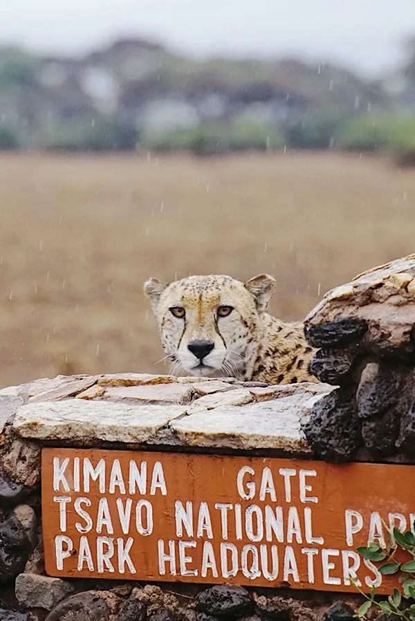 What are Kenya's Cheapest Months to Visit? 2026 Budget Safari Guide